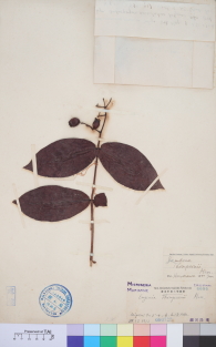 Specimen thumbnail